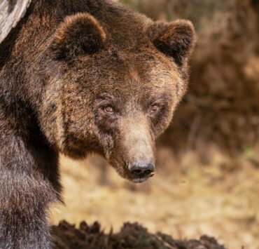 Uma vista detalhada de um urso pardo a espreitar por trás de uma árvore no seu habitat natural.