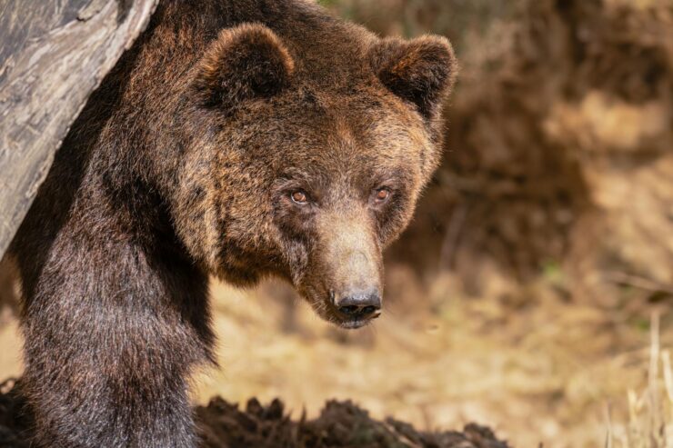 Uma vista detalhada de um urso pardo a espreitar por trás de uma árvore no seu habitat natural.