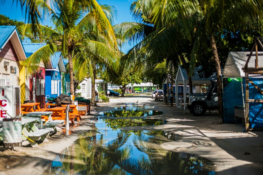 uma rua ladeada de palmeiras e carros estacionados em Barbados