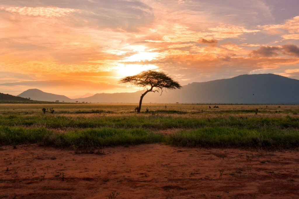 árvore entre terra verde durante a hora dourada