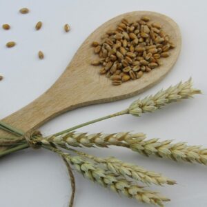 Wooden spoon with wheat grains and stalks on a white background.