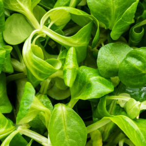 lamb's lettuce corn salad