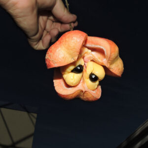 Blighia sapida
