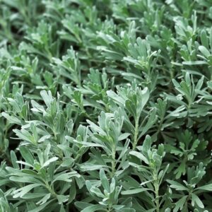 Detailed view of lush green common wormwood leaves, perfect for herbal and botanical themes.