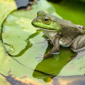 bullfrog