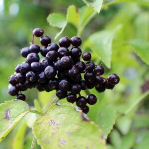 elderberry
