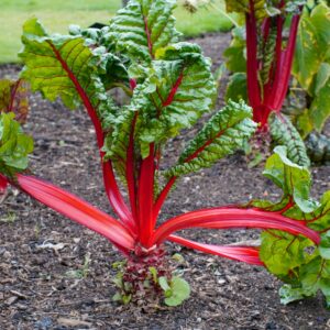 a bunch of green and red plants in a garden rhubarb leaves