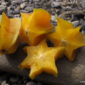 Averrhoa carambola