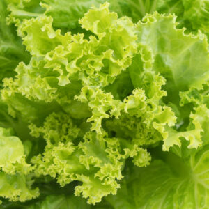 lettuce