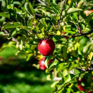 apples