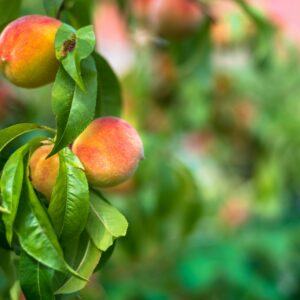 peaches