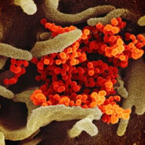 bacteria
