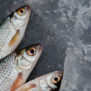 fish market