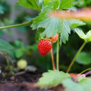 strawberries