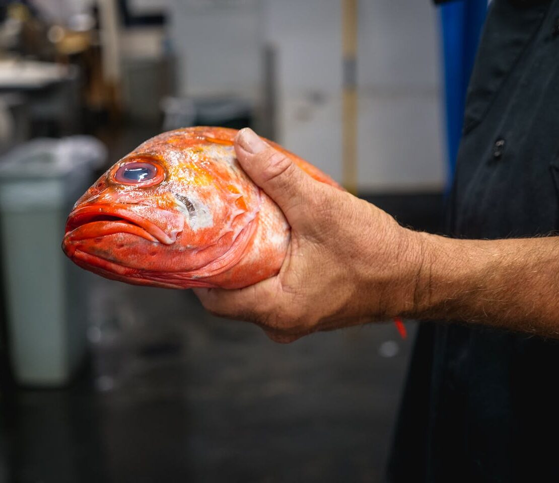 fish meat