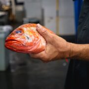 fish meat