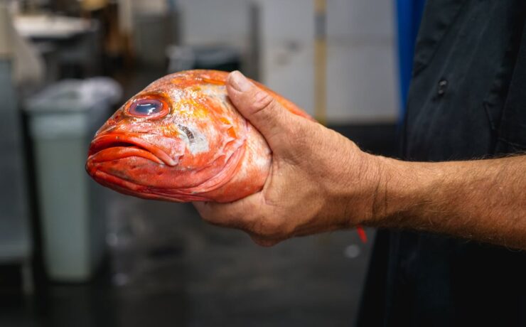 fish meat