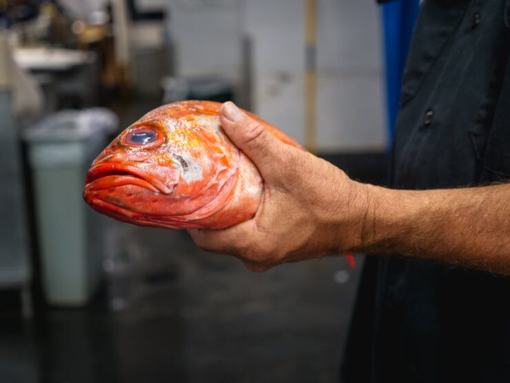 fish meat
