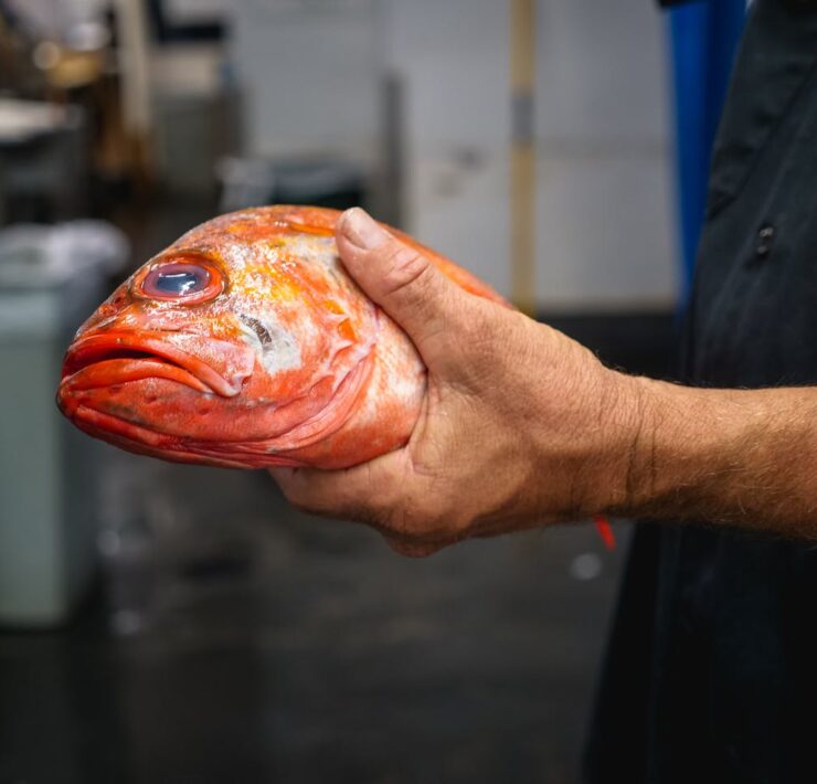 fish meat