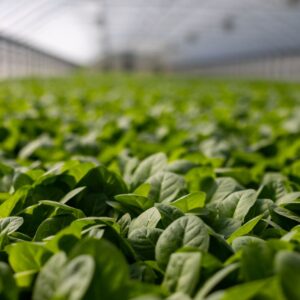 spinach