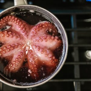 octopus