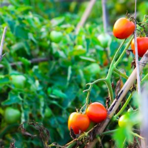 tomatoes