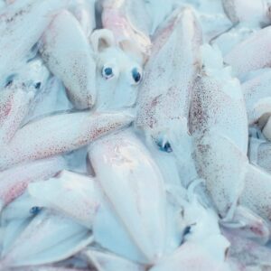 squid