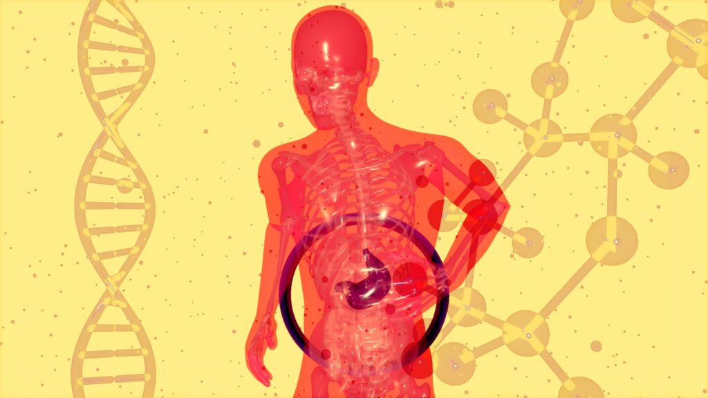 desenho de um corpo humano mostrando o fígado