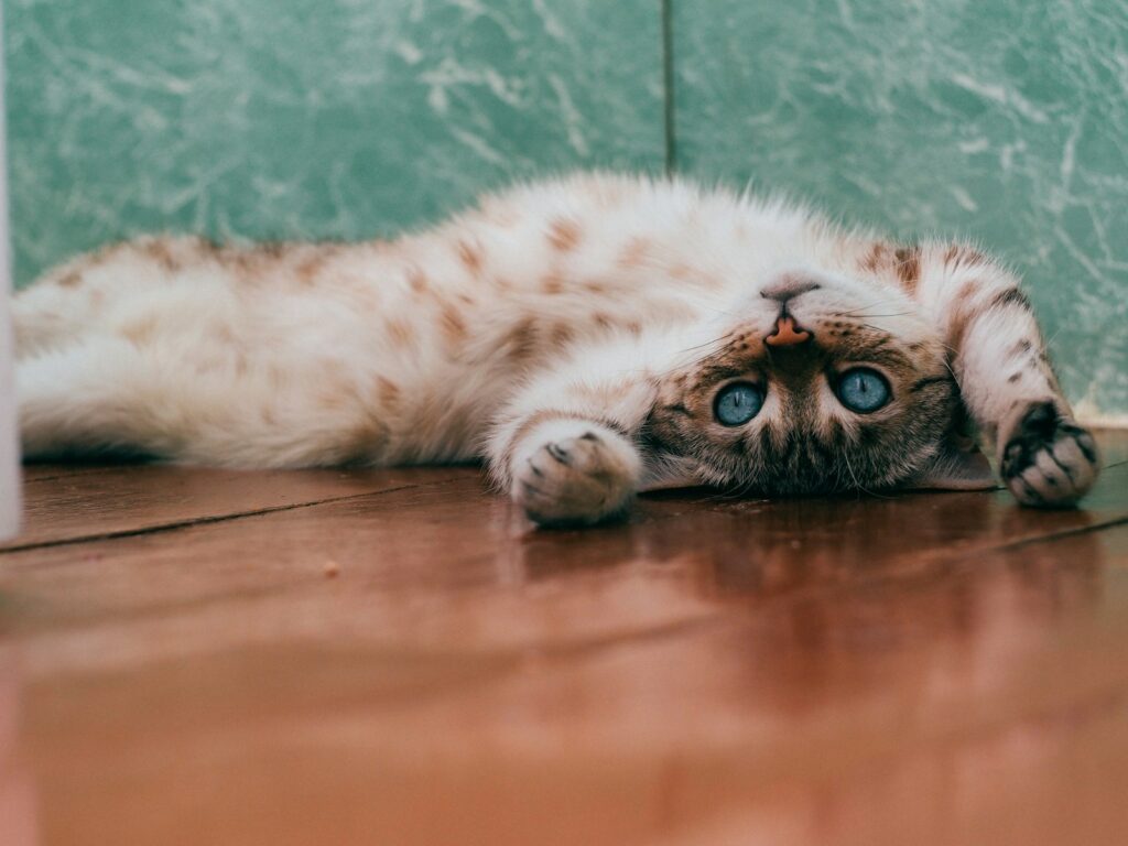 um gato laranja deitado de costas sobre um piso de madeira