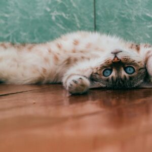 um gato laranja deitado de costas sobre um piso de madeira