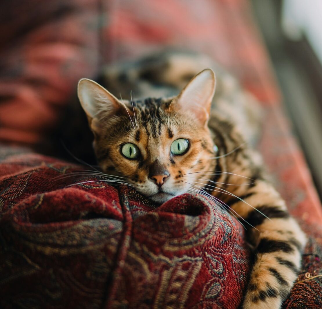 gato tigrado deitado em um sofa vermelho olhando diretamente para as lentes