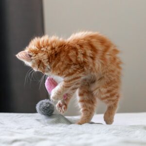 um filhote de gato laranja brincando com um brinquedo sobre uma cama
