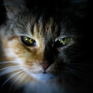 gato laranja em fundo escuro
