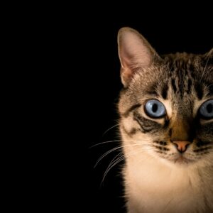 close de um gato com olhos azuis