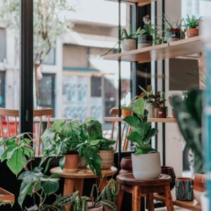 plantas em vasos