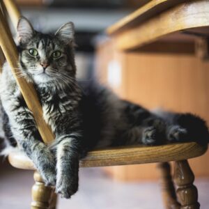 um gato esparramado com cara de preguiçoso em uma cadeira de madeira
