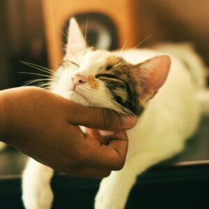pessoa fazendo cafuné no pescoço de um gatinho