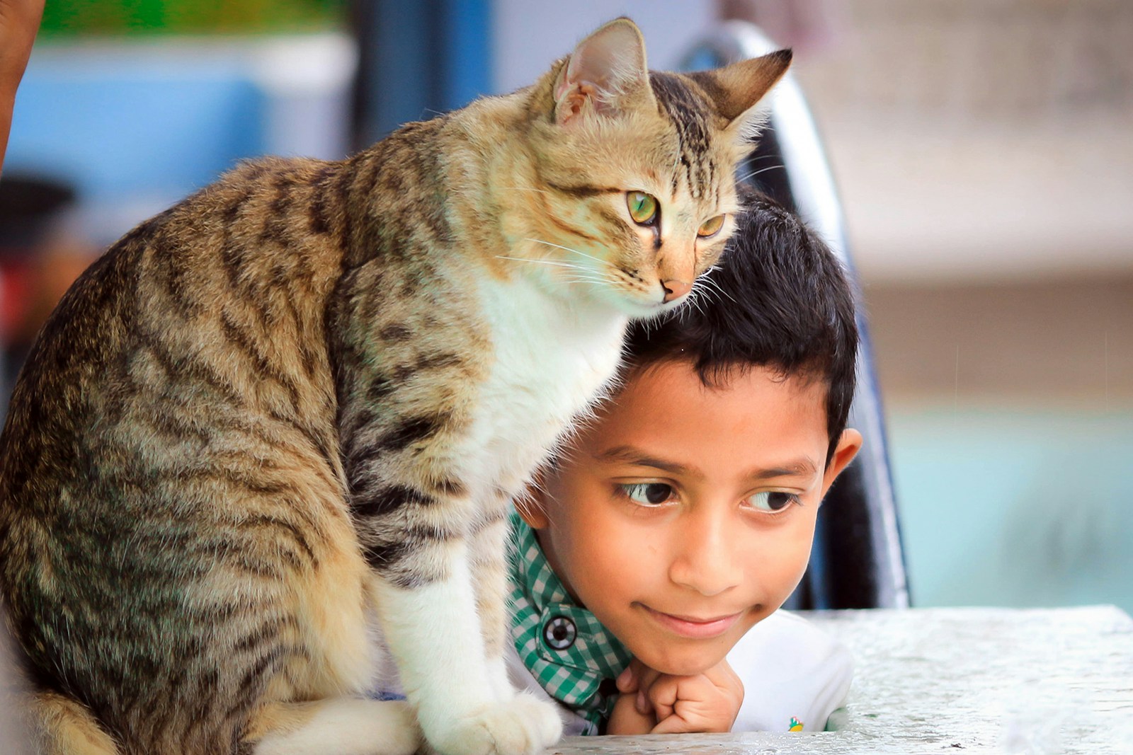fotografia em close de menino deitado ao lado de gato na mesa