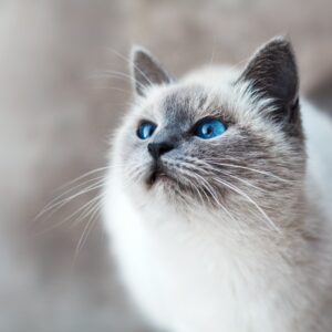 gato siamês olhando para o alto