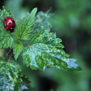 joaninha vermelha em plantas verdes