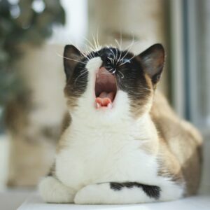 gato malhado bocejando