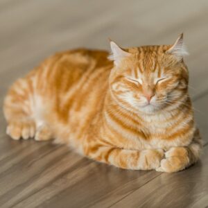 gato laranja cochilando sobre um piso de madeira