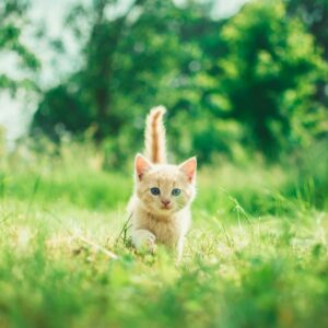 filhote de gato laranja andando na grama