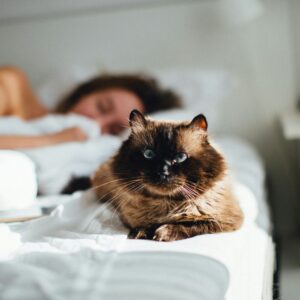 gato deitado ao lado de uma mulher na cama