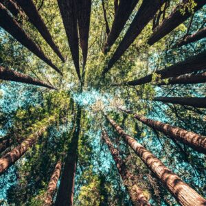 vista de baixo de diversas árvores altas em um dia ensolarado