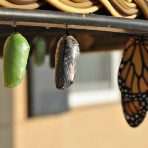três pupas