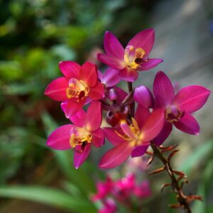 orchid, purple orchid pink, bunches of orchids
