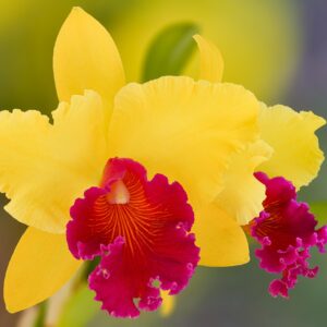 cattleya, orchid, nature, alma kee, orchids, cattleya-orchid, blossoms, yellow, macro, hybrid, close up, plant