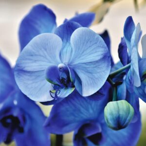 orchids, blue, flower background, flowers, blue orchids, flower wallpaper, blue flowers, petals, blue petals, bloom, blossom, flora, nature, plants, flowering plants, close up, exotic, beautiful flowers, tropical