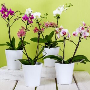 orchids, phalaenopsis, flower background, flower wallpaper, beautiful flowers, flower, butterfly orchid, blossom, nature, bloom, plant, bloom, queen of flowers, the phalaenopsis orchid, potted flowers, flower pots